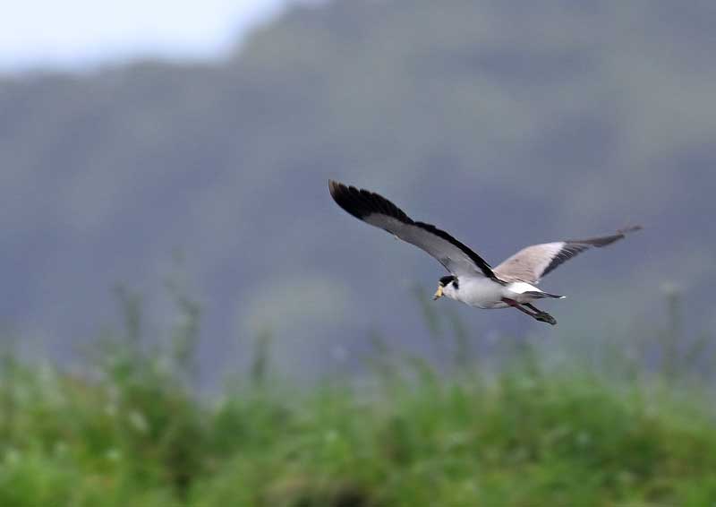 OZWRT グラキリス　キツツキ　SS OZWRT グラキリス キツツキ SS OZWRT グラキリス キツツキ SS