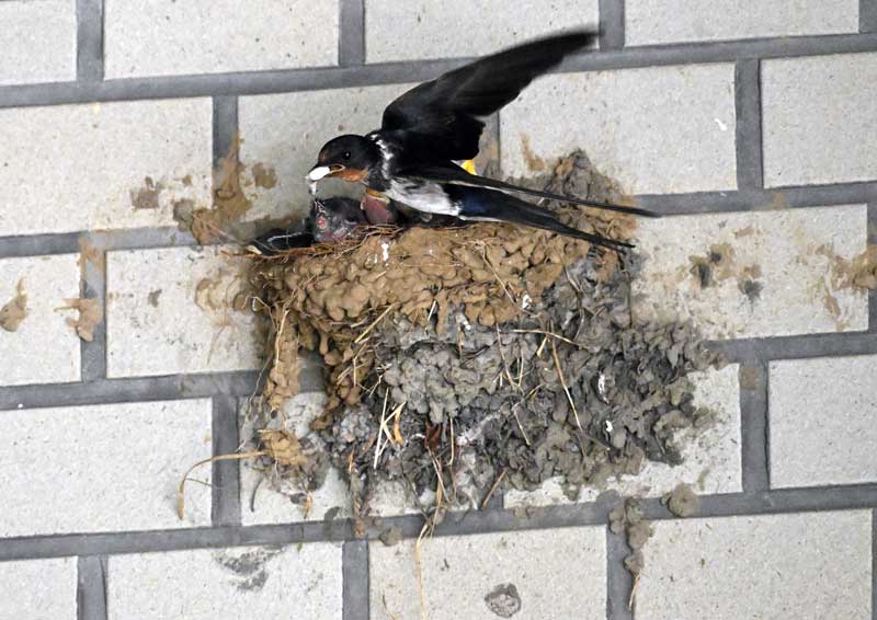 バードバス　小鳥二羽、カタツムリ、カエル、カメ　焼き締め焼成 Amazon.co.jp: バードバス ガーデニング 鳥 水浴び容器 陶器