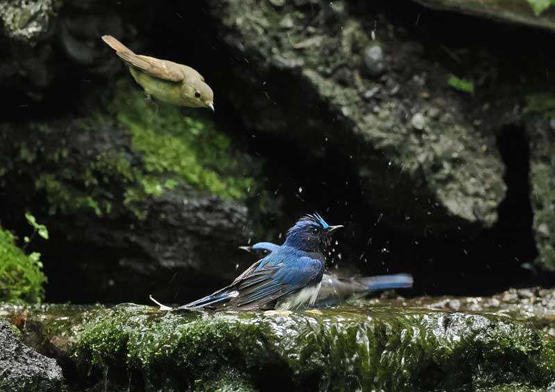キツツキの探鳥記 キツツキの探鳥記
