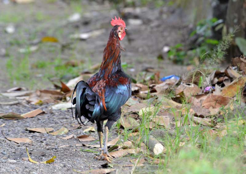 キツツキの探鳥記