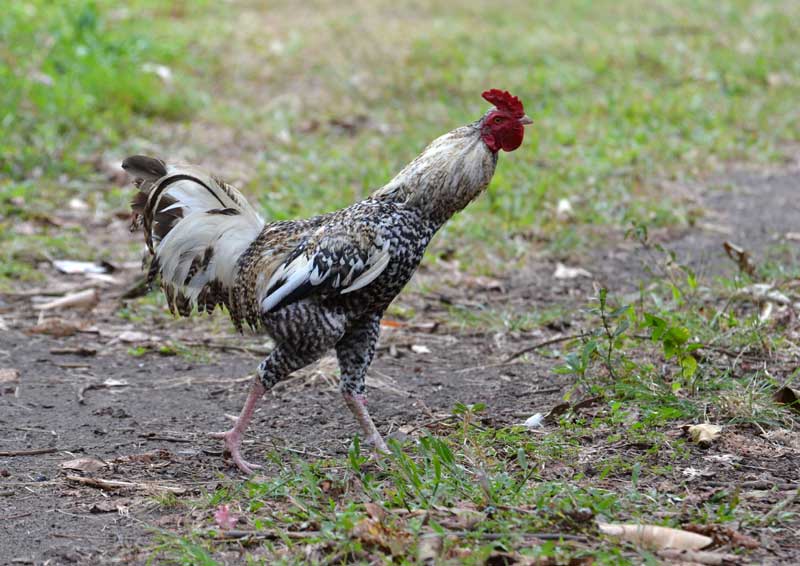 キツツキの探鳥記