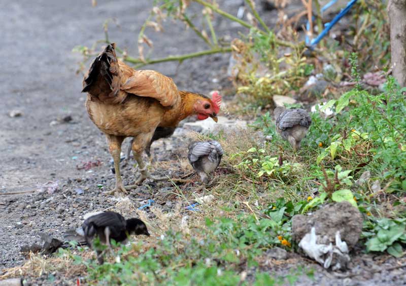 熊本市動植物園(公式) على X: 