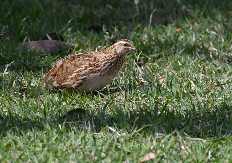 キツツキの探鳥記